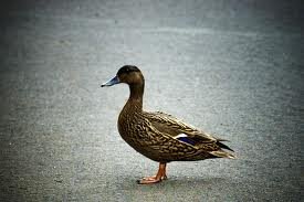 Duck