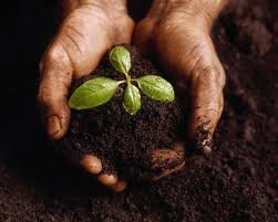 Seed