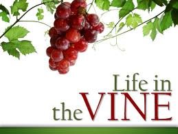 Vine
