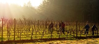 Vineyard-workers