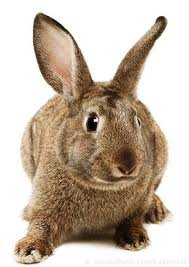 Rabbit