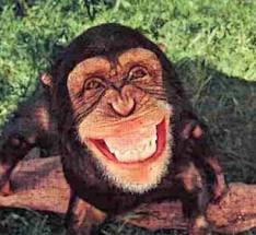 Monkey