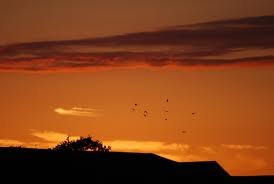 Images-23