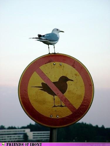 Bird Bird