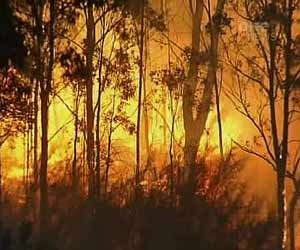 Bush fire