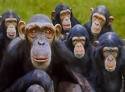 Monkeys
