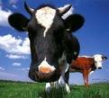 Cows