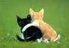 Friends_cats