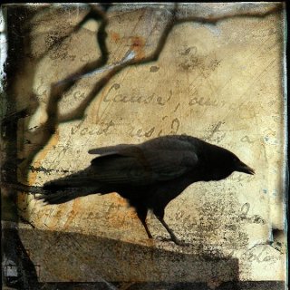 Crow