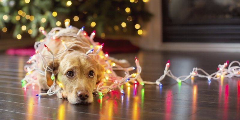 Dog Dog