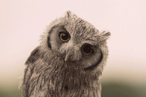 Wise-owl-2 Wise-owl-2