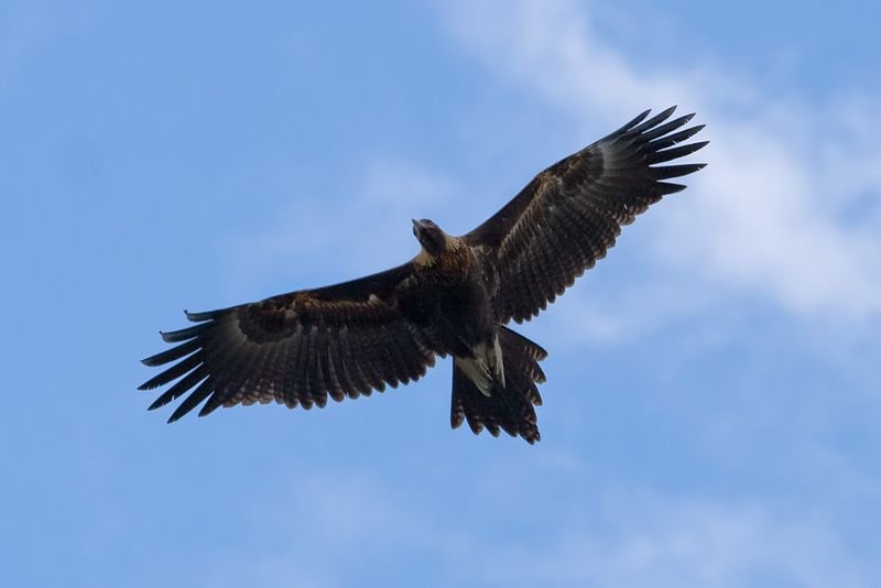 Wedge_tailed_eagle_in_flight04 Wedge_tailed_eagle_in_flight04