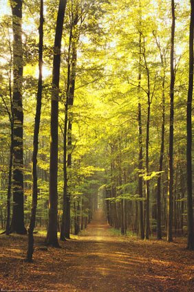 Forest Path Forest Path