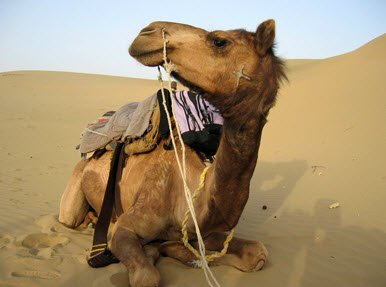 Camel
